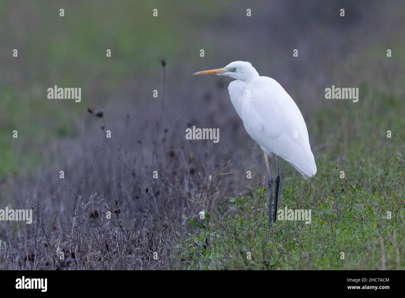 Western Great Egret (Ardea alba), individual standing on the ground, Campania, Italy Stock Photo