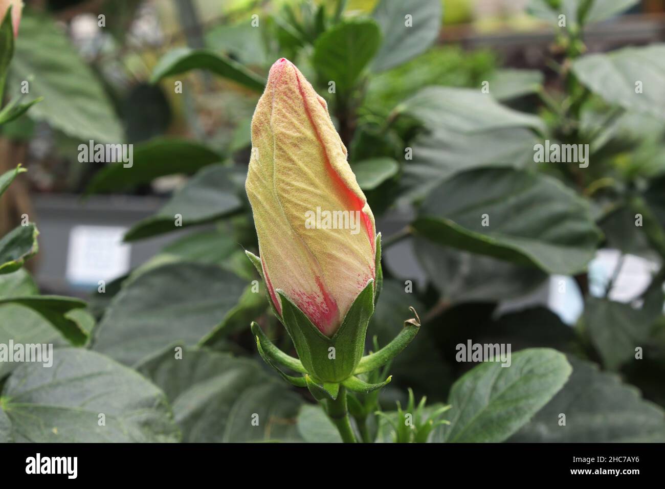 A Hibiscus bud about to open up Stock Photo Alamy
