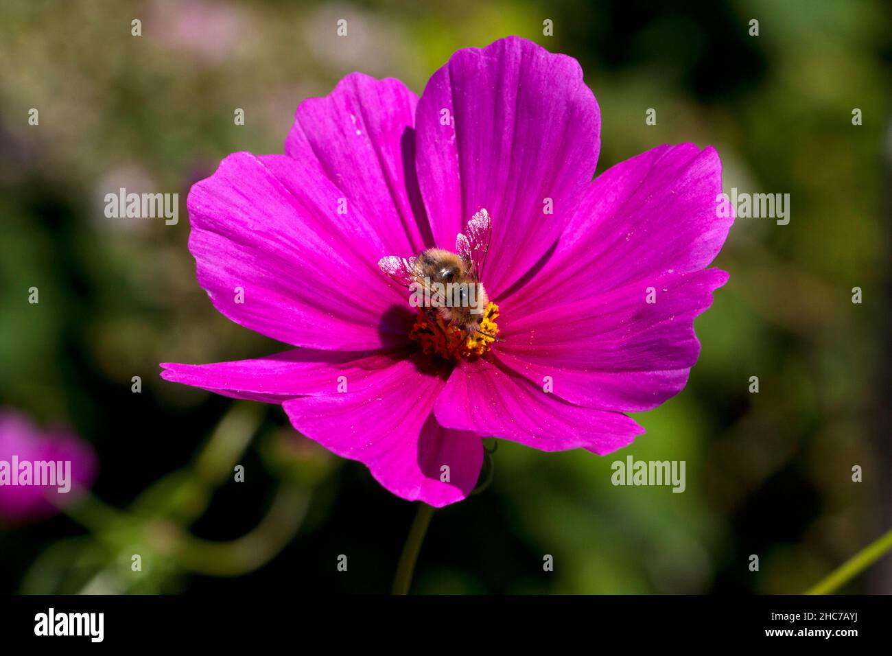 A single purple cosmos flower in full bloom with a honey bee pollinating in a garden in Nanaimo, Vancouver Island, BC, Canada in July Stock Photo