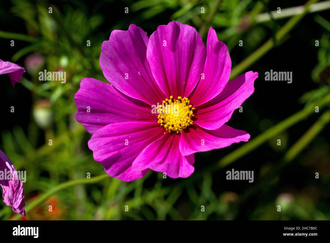 A single purple cosmos flower in full bloom in a garden in Nanaimo, Vancouver Island, BC, Canada in July Stock Photo