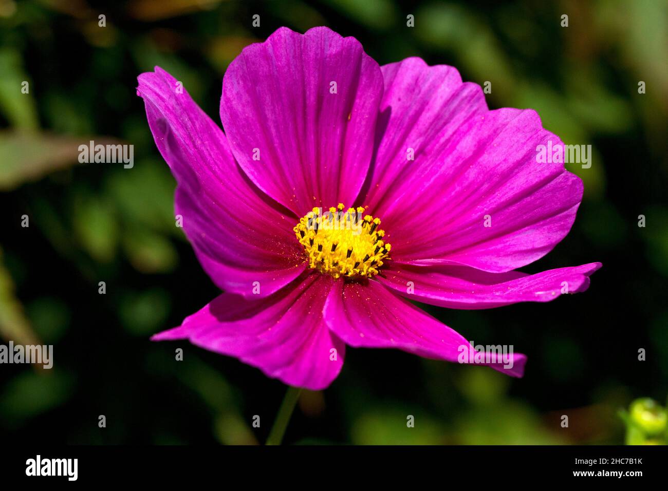 A single purple cosmos flower in full bloom in a garden in Nanaimo, Vancouver Island, BC, Canada in July Stock Photo