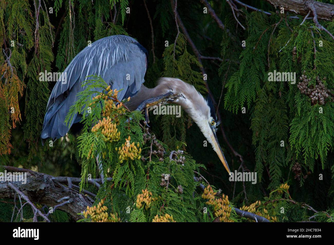 A Great Blue Heron (Ardea herodias) perched on a branch of a cedar tree, in Nanaimo, Vancouver Island, BC, Canada in September Stock Photo