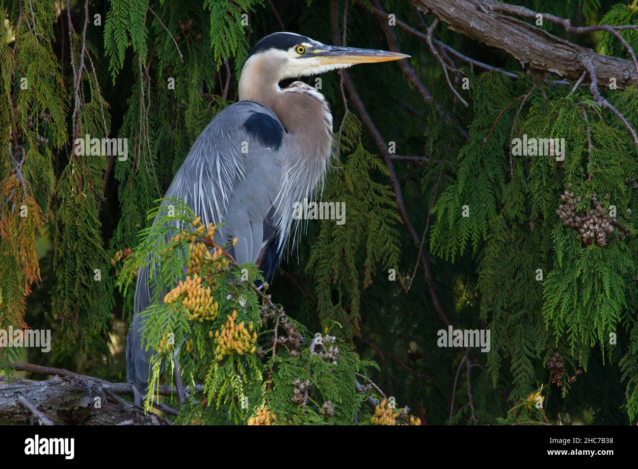 A Great Blue Heron (Ardea herodias) perched on a branch of a cedar tree, in Nanaimo, Vancouver Island, BC, Canada in September Stock Photo