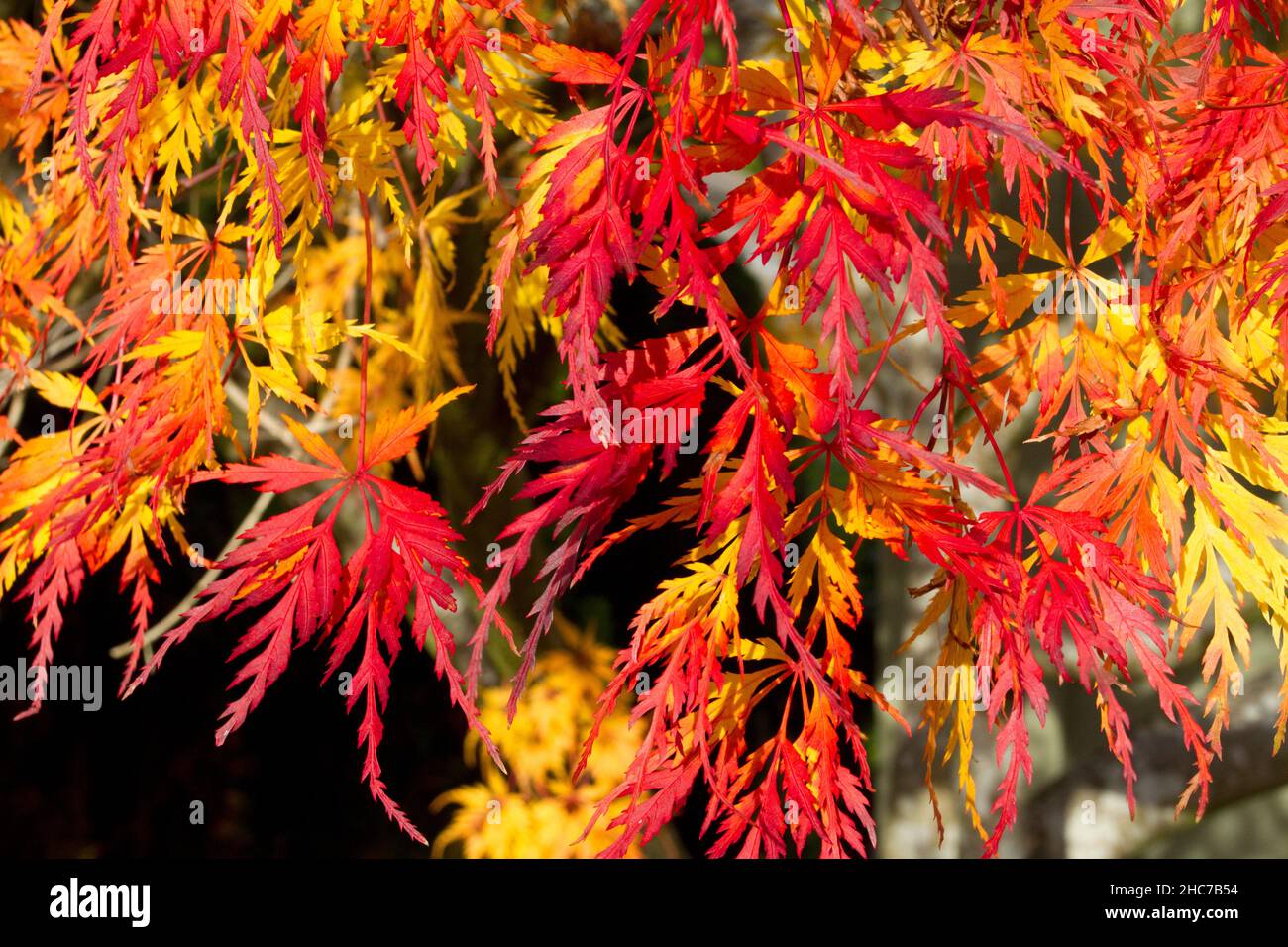 An autumn/fall scene of the colourful leaves of a Japanese Maple (Acer palmatum) tree in a garden in Nanaimo, Vancouver Island, BC, Canada in November Stock Photo