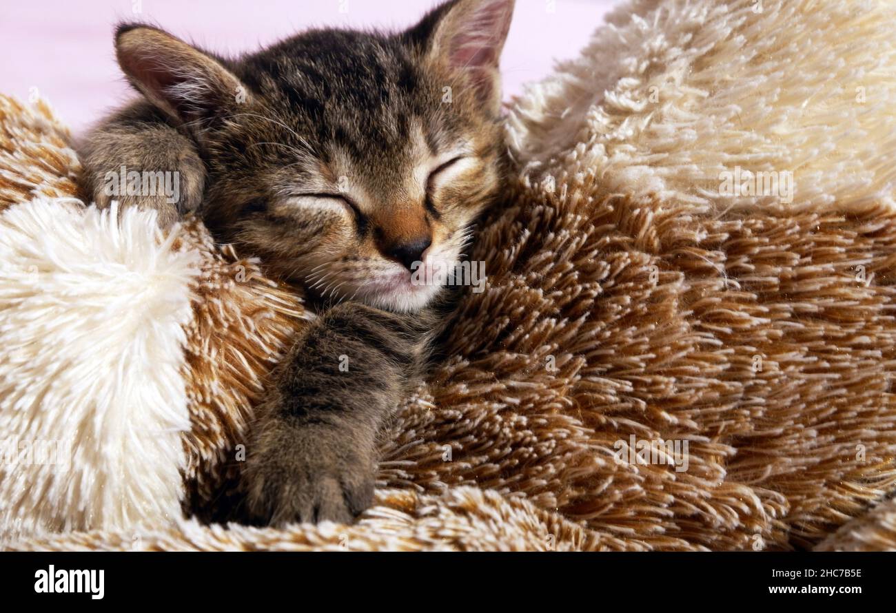 Cute baby cat sleeps on carpet close up photo Stock Photo
