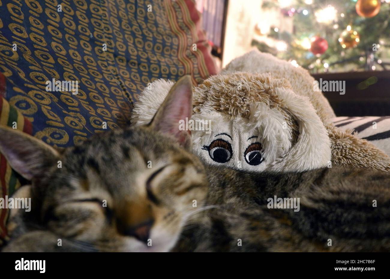 Cute baby cat sleeps with favorite  toy close up photo Stock Photo