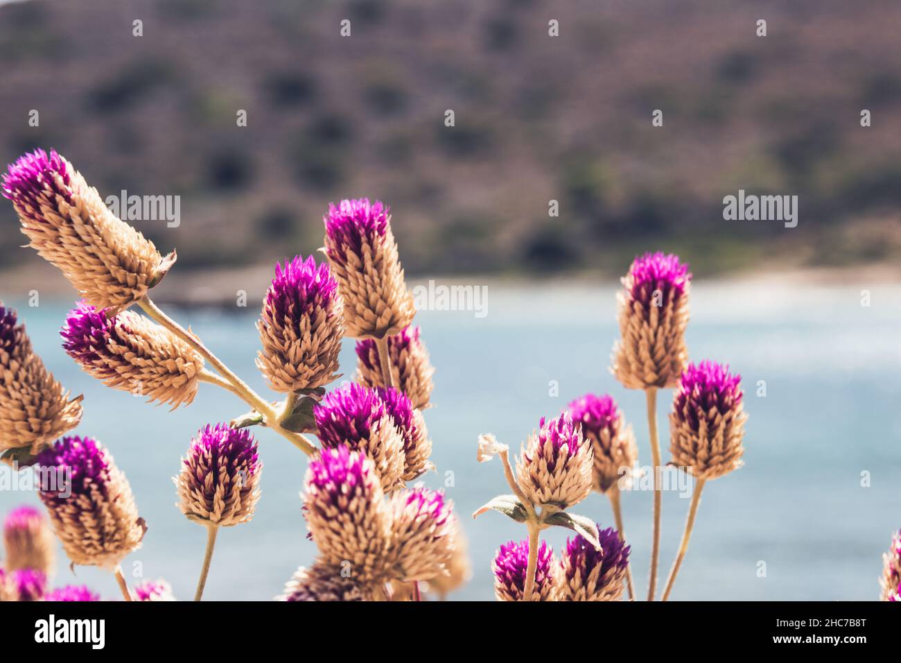Selective focus shot of purple Amaranth buds Stock Photo