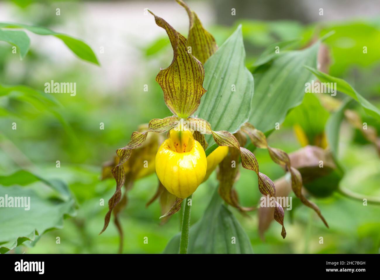 Selective shot of a yellow lady's slipper (Cypripedium parviflorum) in the garden Stock Photo