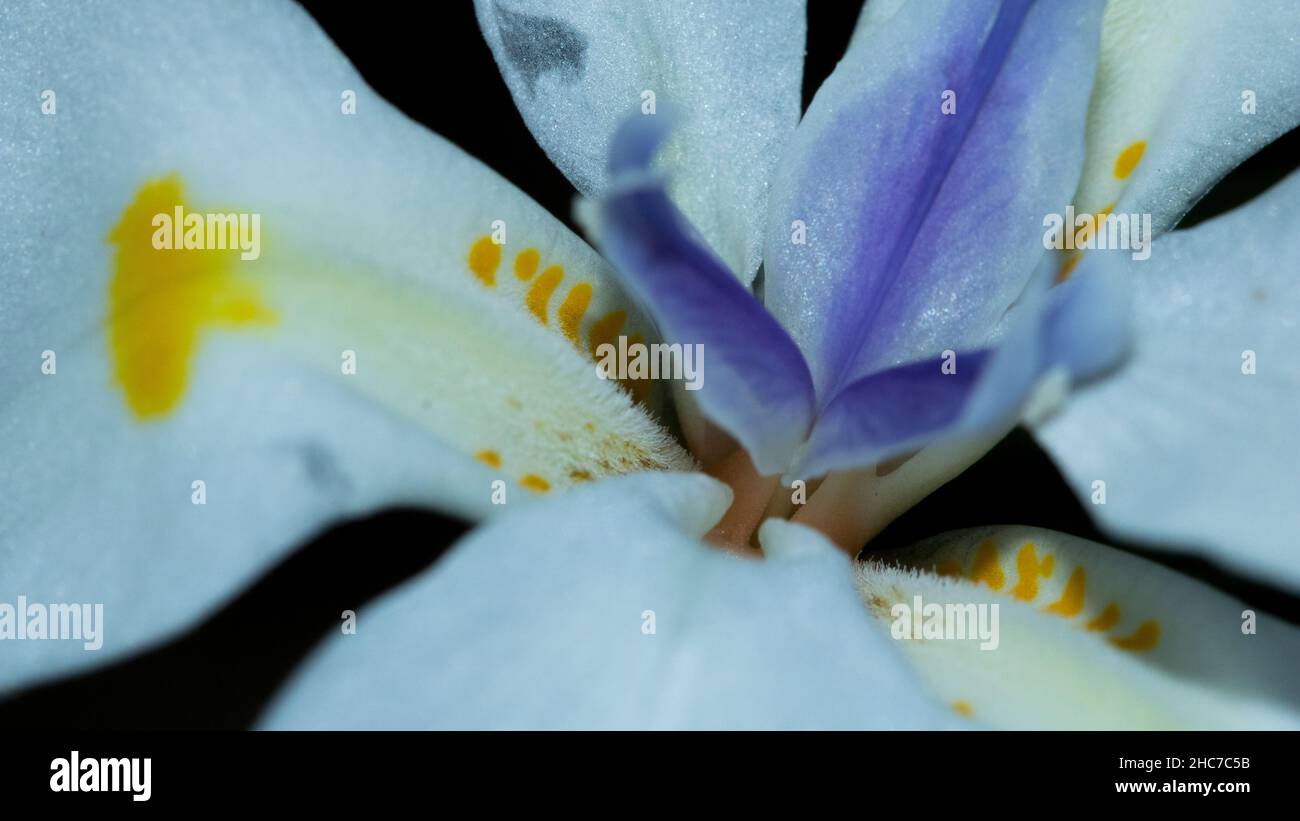 Closeup of Lily with White Petals and a splash of yellow and purple Stock Photo