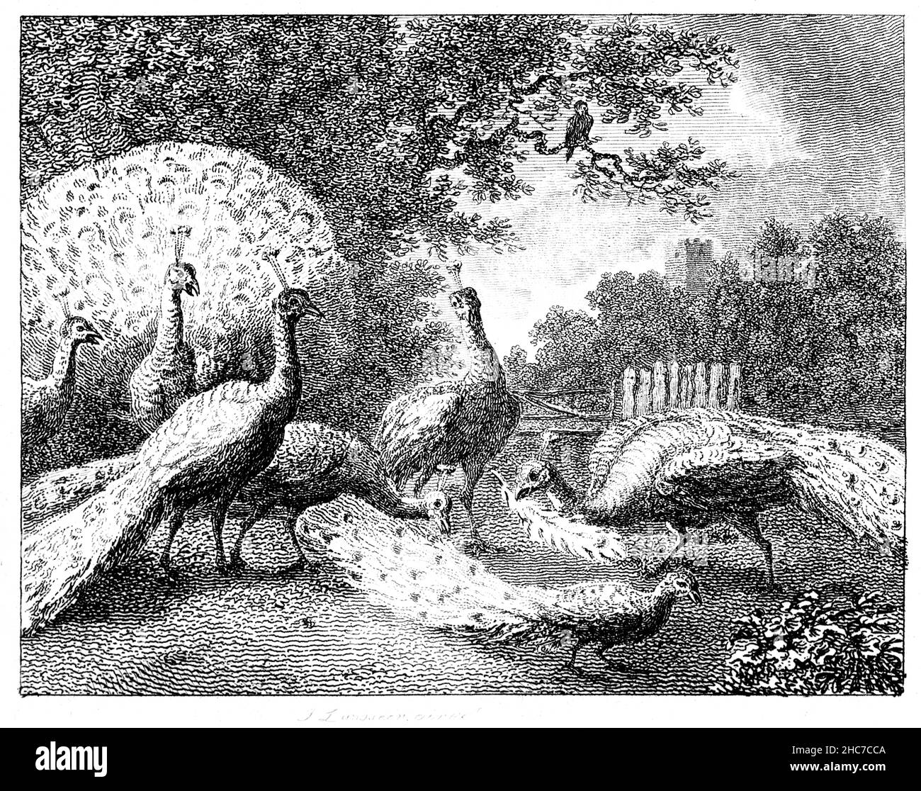 engraved illustration of The Jackdaw and the Peacocks, with the moral, be satisfied with what nature bestows you, from 1793 First Edition of Stockdale Stock Photo