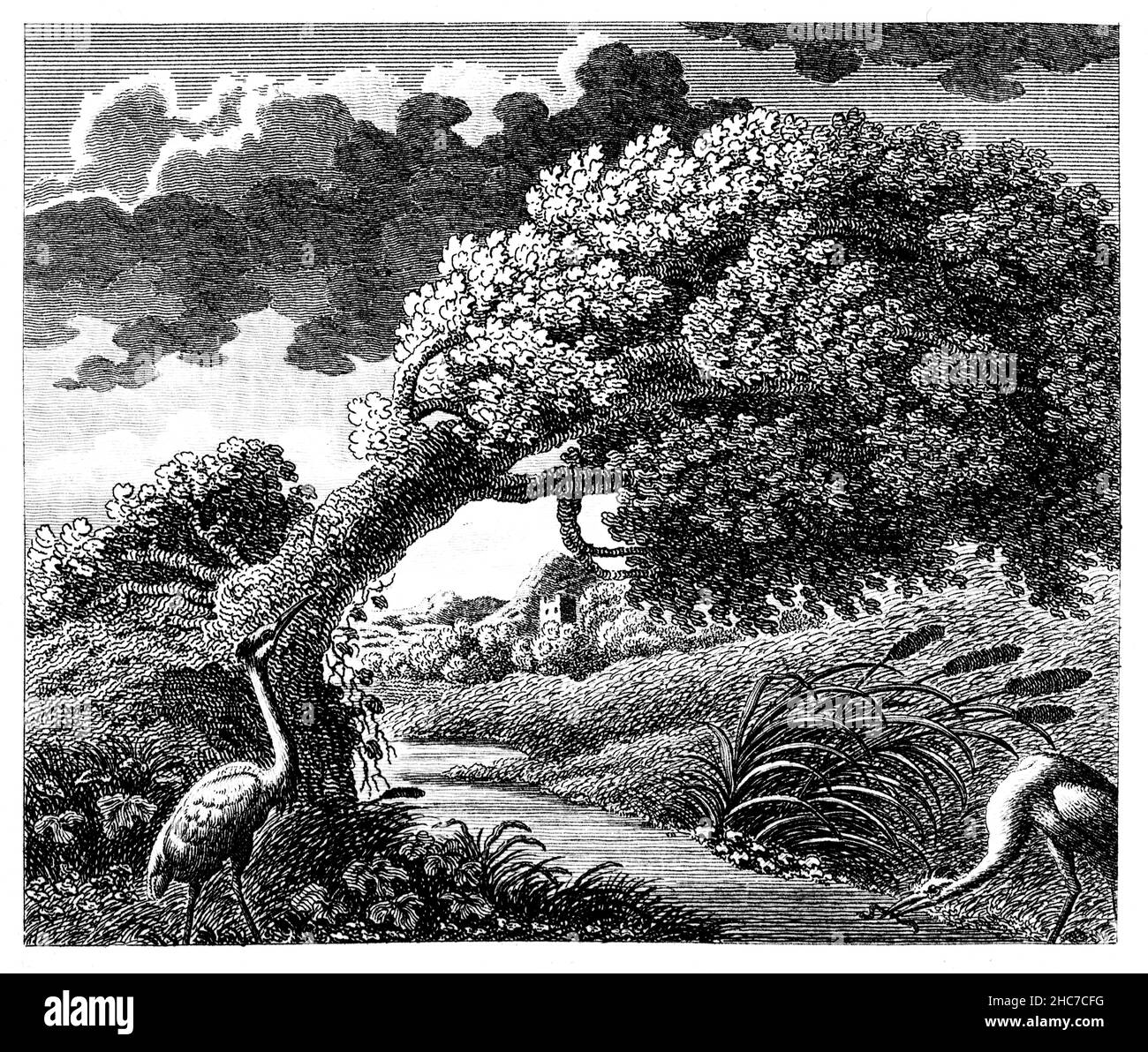 engraved illustration of The Oak and the Reed, with the moral, sometimes flexibility is better than unbending brute strength, from 1793 First Edition Stock Photo