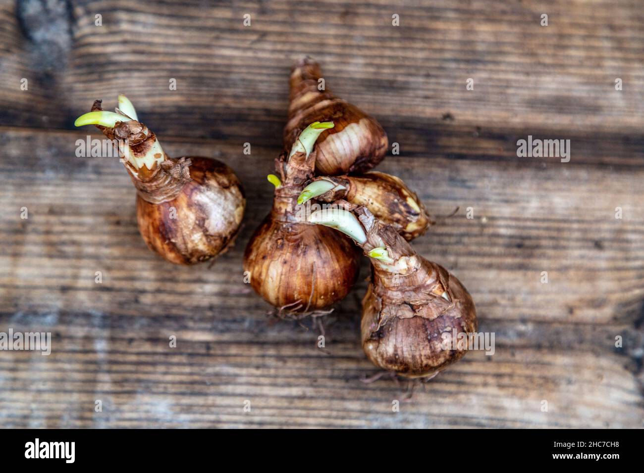crocus and daffodil bulbs ready for autumn planting Stock Photo Alamy