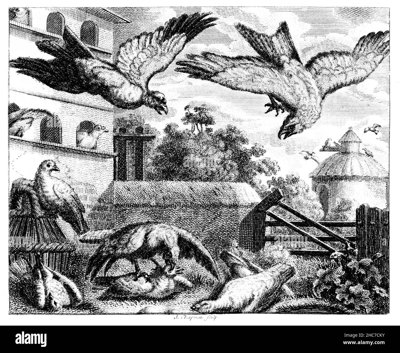 engraved illustration of The Kite and the Pigeons, a tale of political foolishness, accepting an enemy as leader, from 1793 First Edition of Stockdale Stock Photo