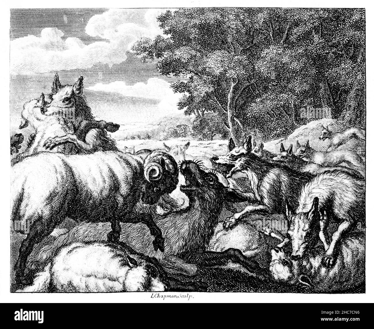 engraved illustration of The Wolves and the Sheep, with the moral, a foolish peace is more destructive than a bloody war, , from 1793 First Edition of Stock Photo