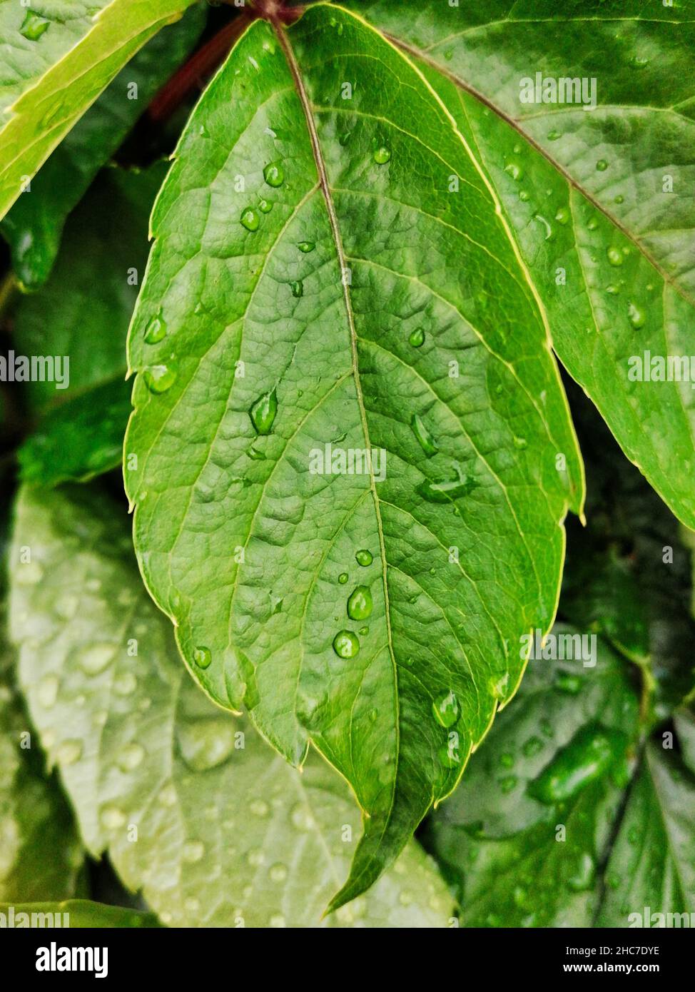 Closeup of water droplets on the green foliage Stock Photo