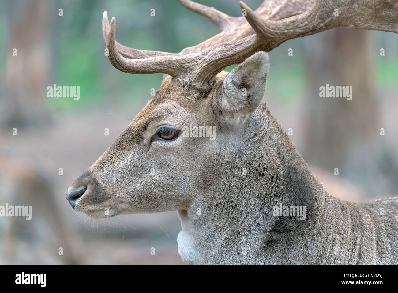Close-up shot of a head of an adult male deer on a blurry forest background Stock Photo