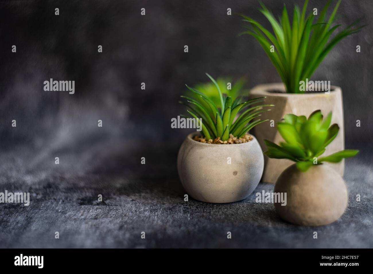 Succulent plants in pots on dark interior Stock Photo