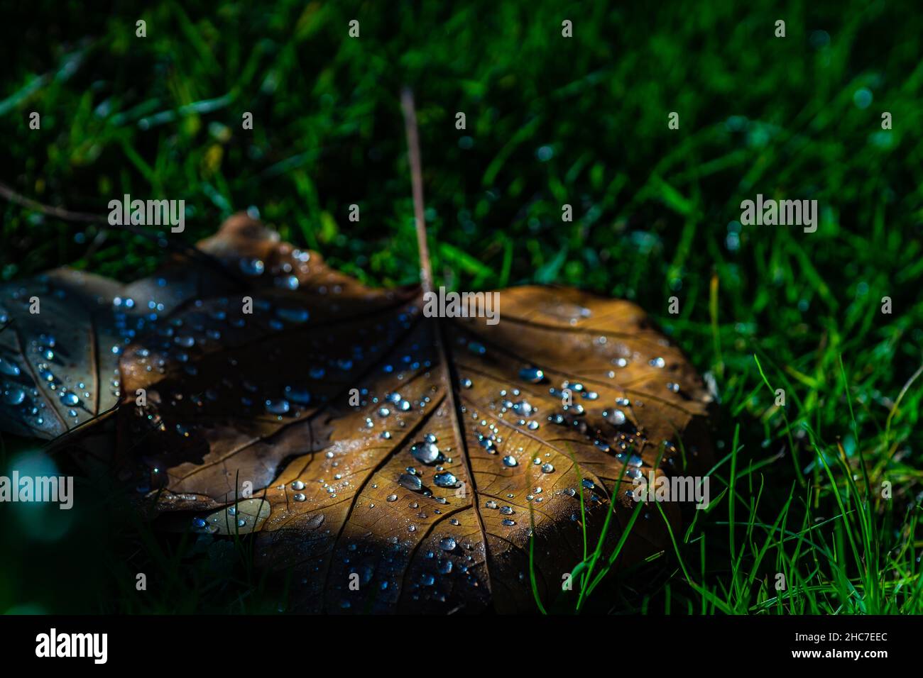 Fallen leaves with morning dew on the green grass background Stock ...