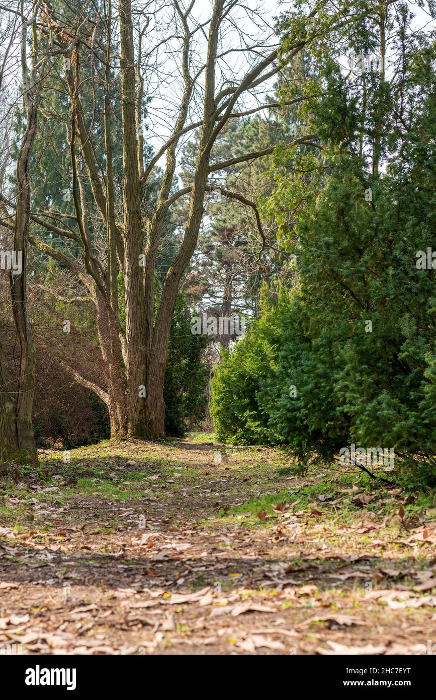 Early spring park. Footpath among tall trees Stock Photo - Alamy