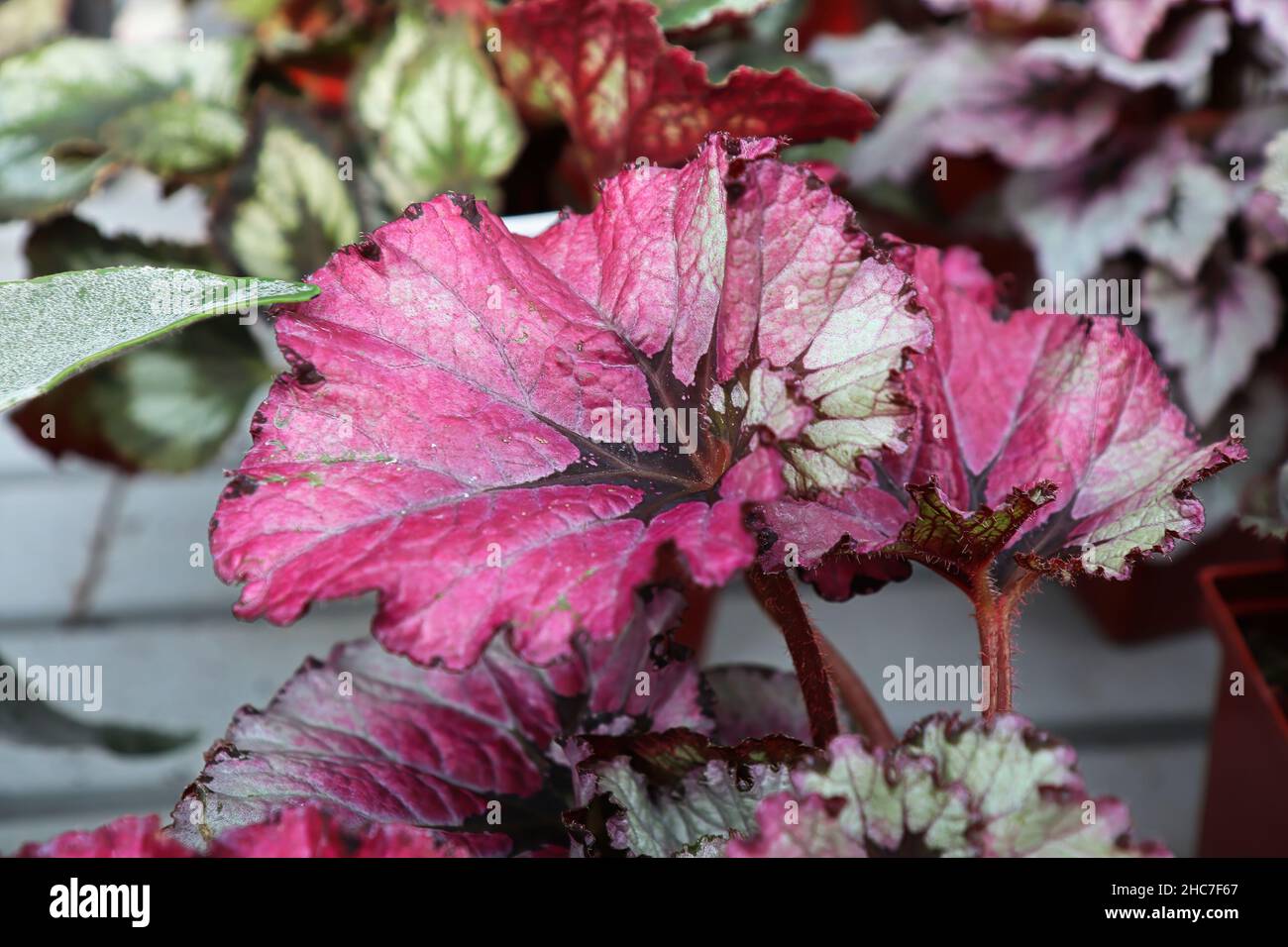Bright colorful leaves on a Painted Begonia plant Stock Photo