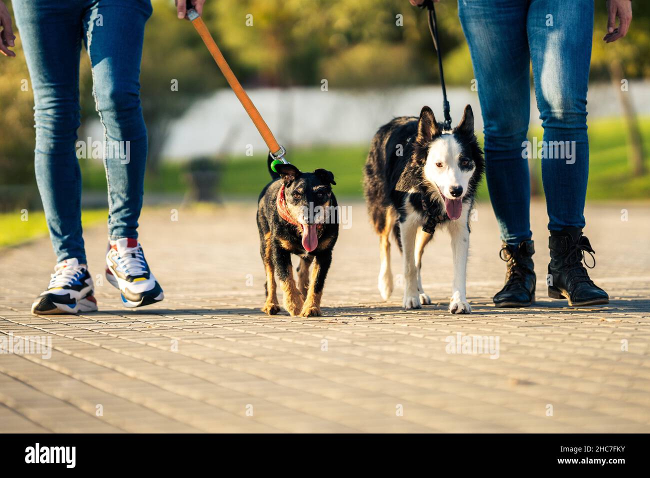 Two tired dogs on a leash walking with people Stock Photo Alamy