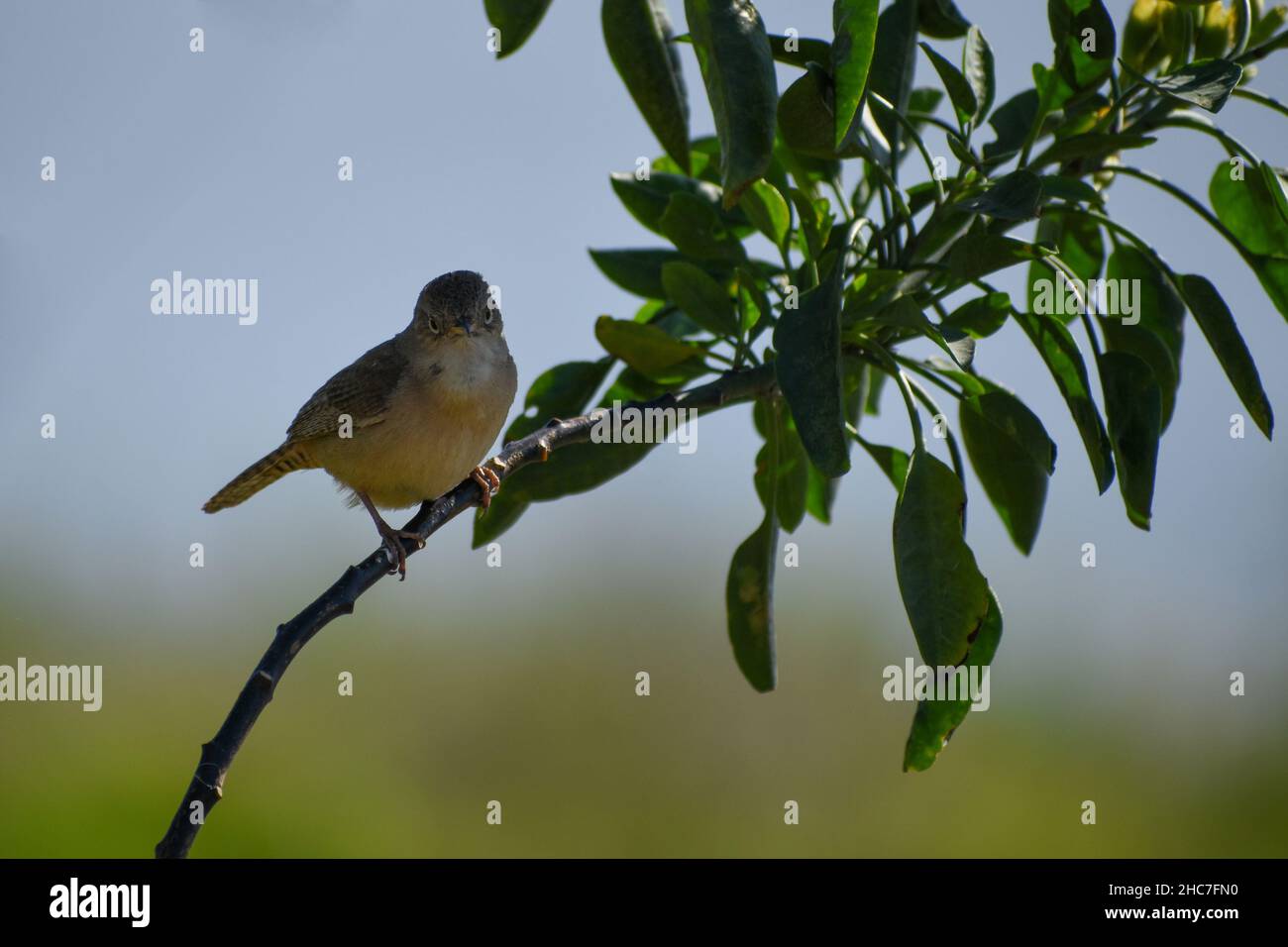 house wren, Troglodytes aedon, perched in a bush in Buenos Aires Stock Photo