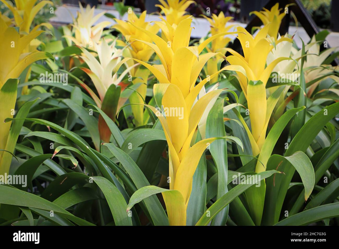 Bright yellow stalks on a Bromicade plant Stock Photo