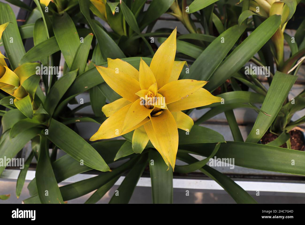 Top view of the yellow stalk leaves on a Bromicade plant Stock Photo