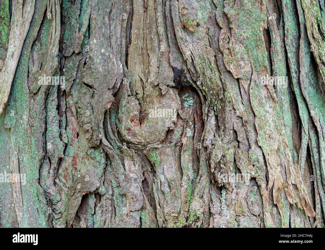 Shagbark hickory (Carya ovata), native tree, Eastern United States, by Dominique Braud/Dembinsky Photo Assoc Stock Photo