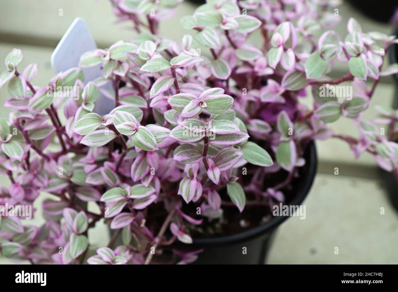 Top view of the pink and green leaves on a Callisia Stock Photo - Alamy