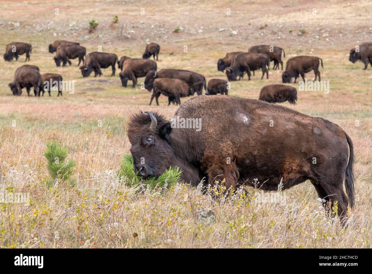 Bison (Bison bison) rubbing its head on a pine sapling. Custer SP