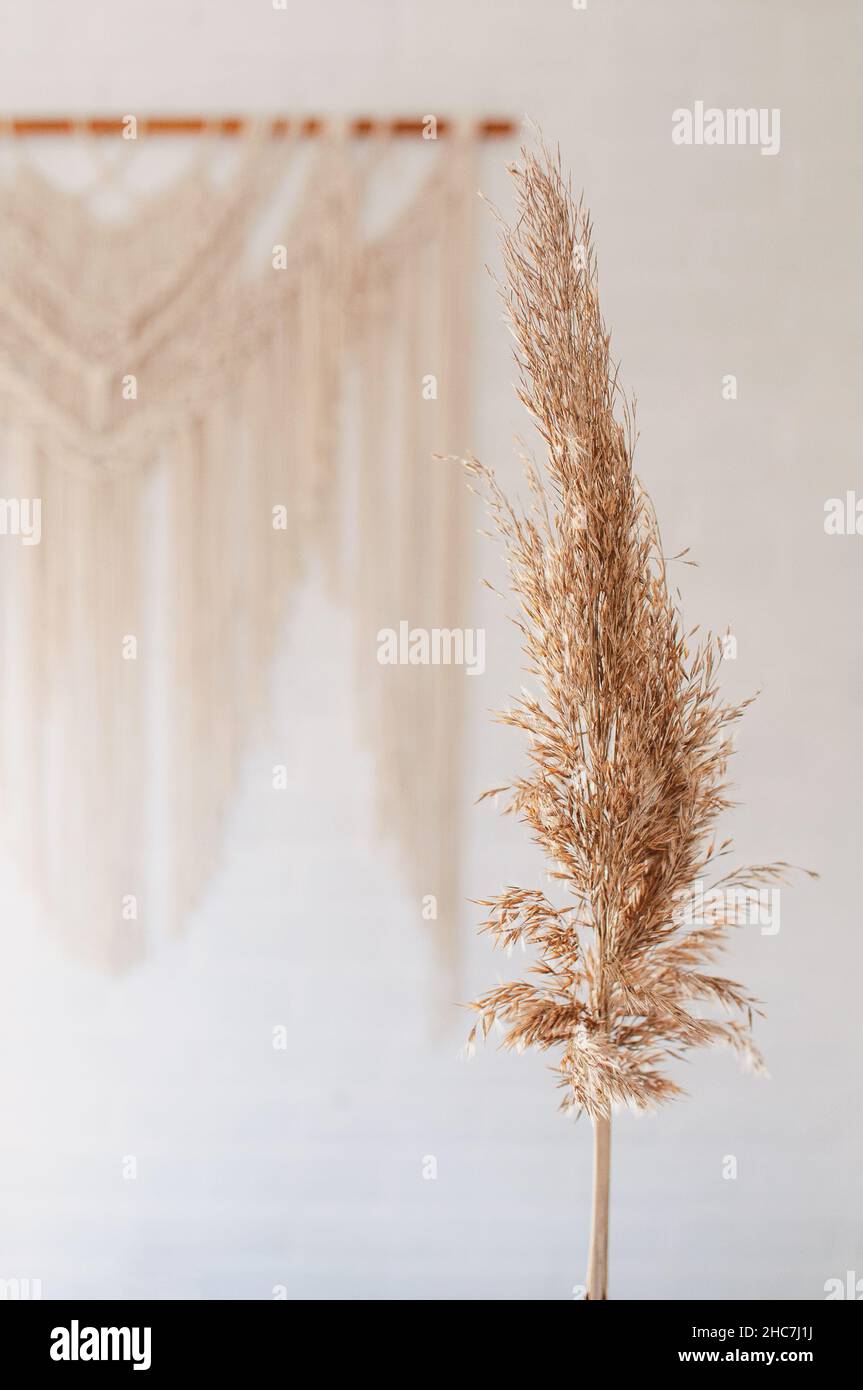 Dry common reed, on a white background. Coastal reed against the backdrop of a macrame wall panel Stock Photo