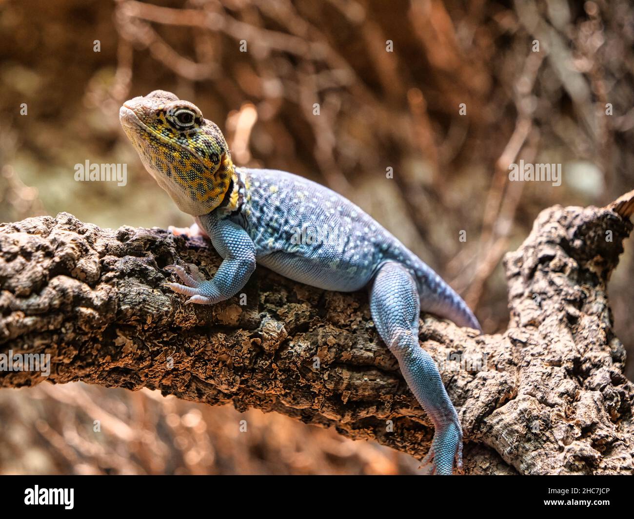 Collared tree lizard hires stock photography and images Alamy