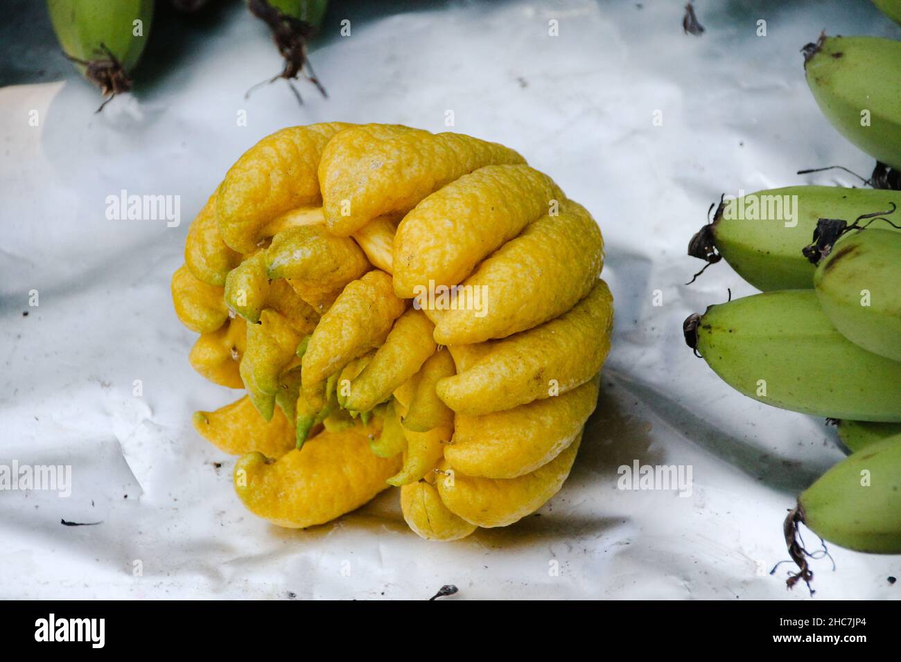 Buddha's hand fruit also known as Citrus medica var. sarcodactylis, or the fingered citron Stock Photo