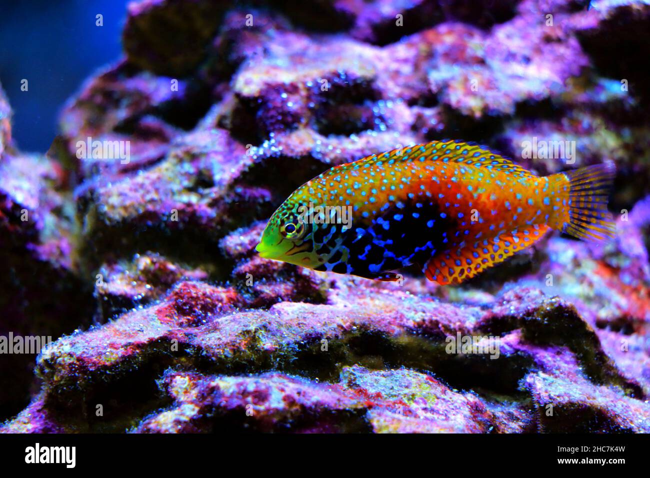 Super Star Of The Reef: The Blue Star Leopard Wrasse–Macropharyngodon  bipartitus
