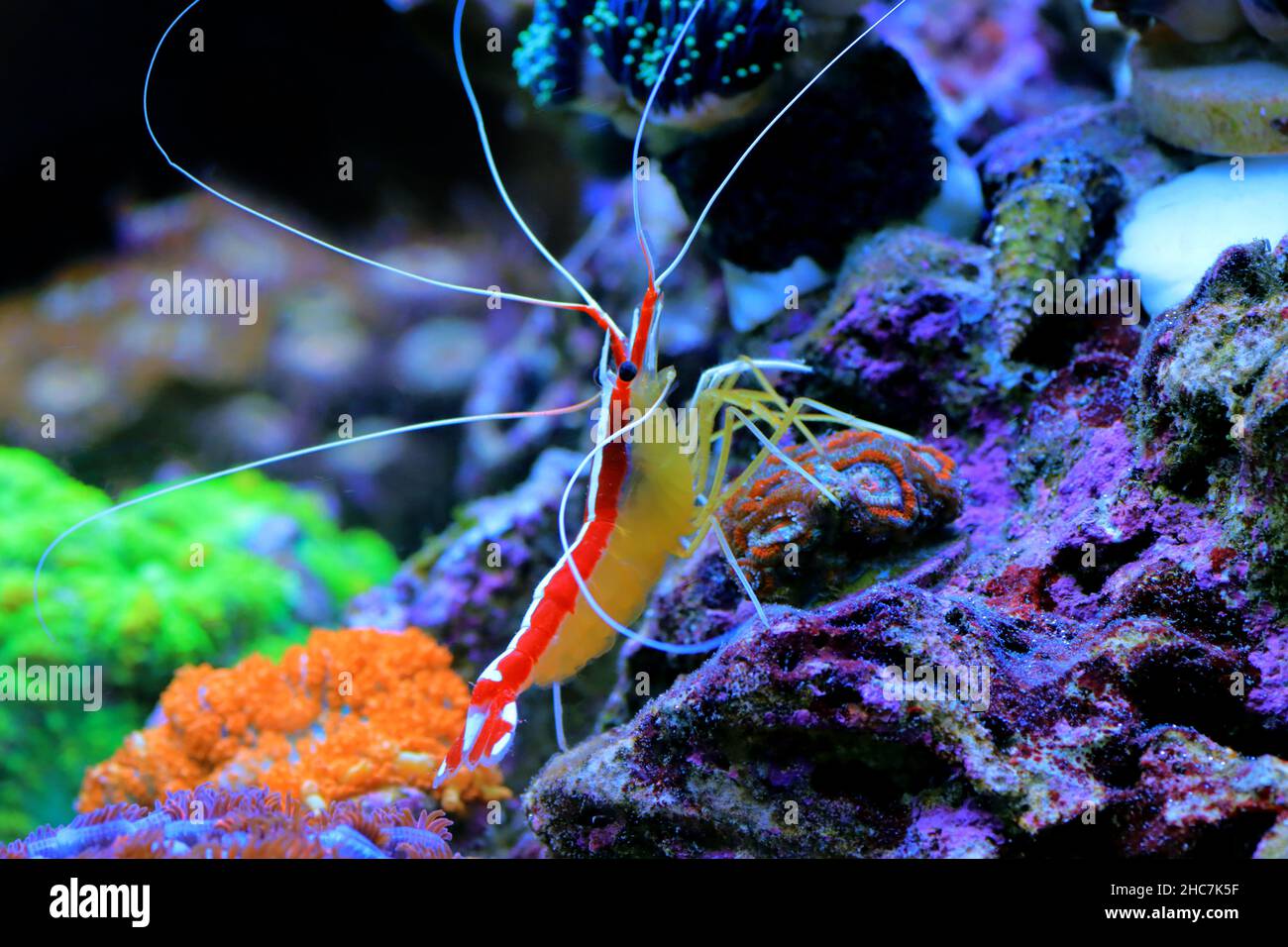 Red skunk cleaner shrimp Lysmata Amboinensis Stock Photo Alamy
