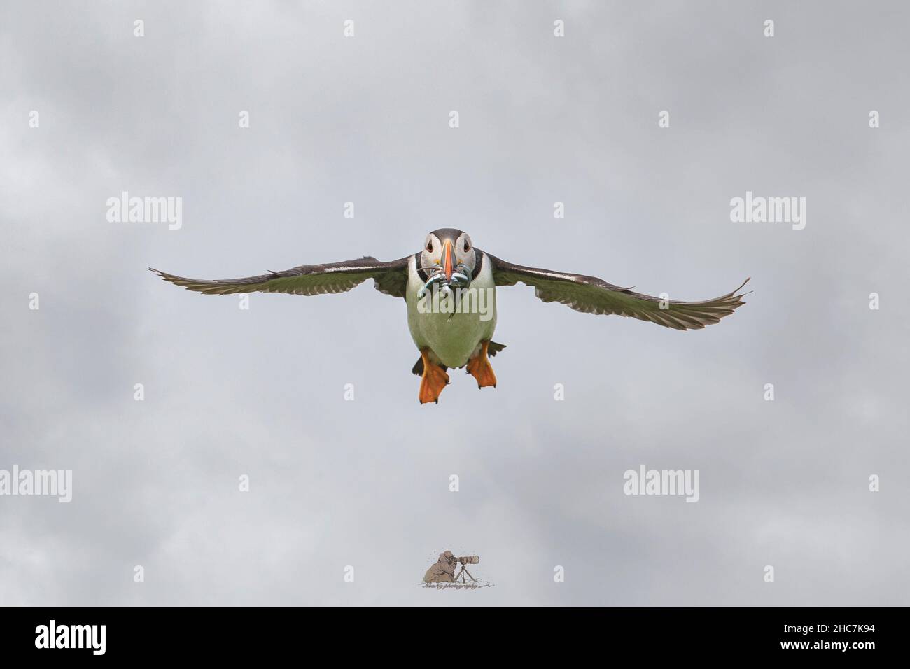 Puffins Using Sticks Closeup shot of an Atlantic puffin flying with a stick in the beak ...