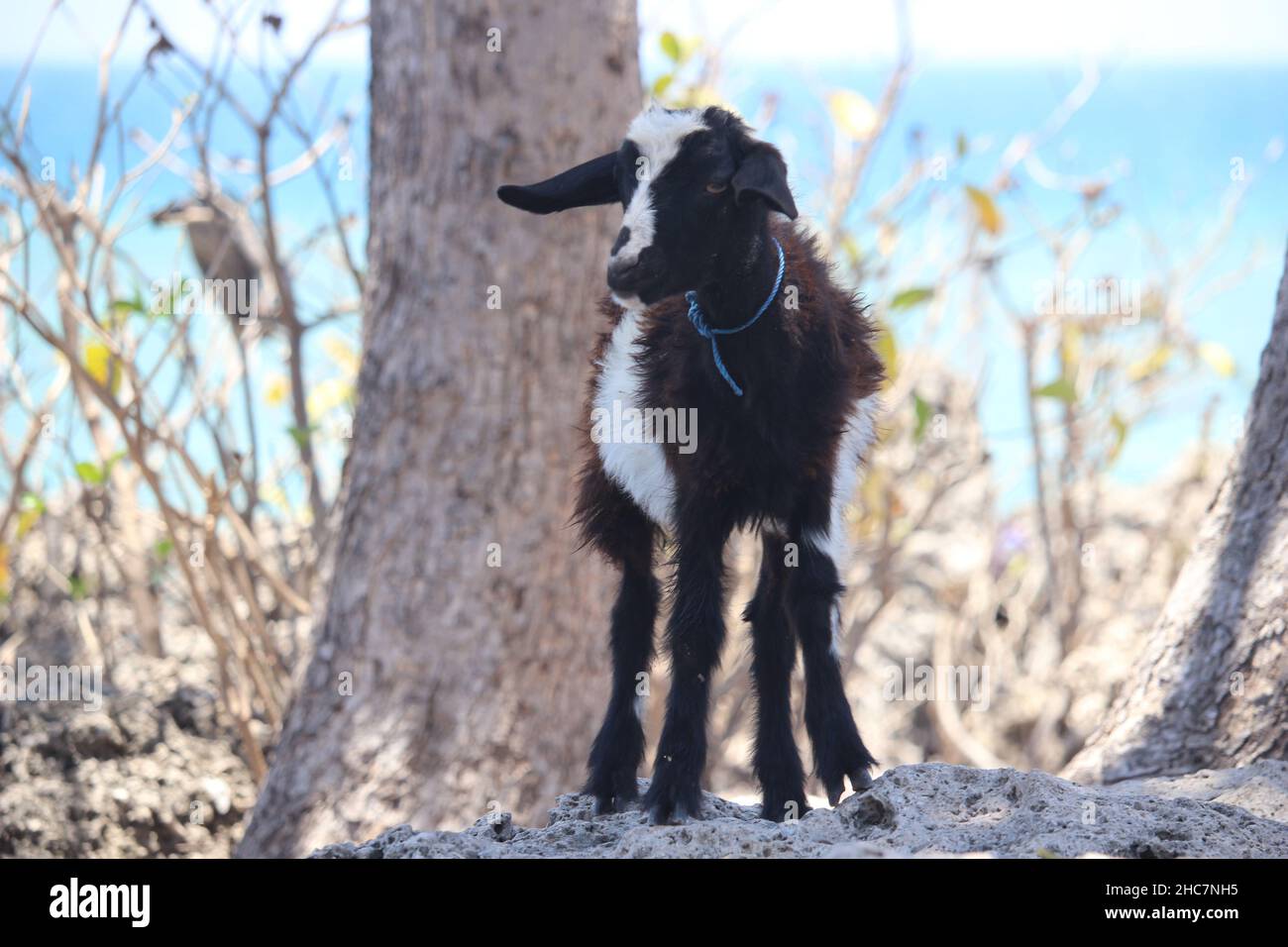 a rare black and white goat posing like a model Stock Photo