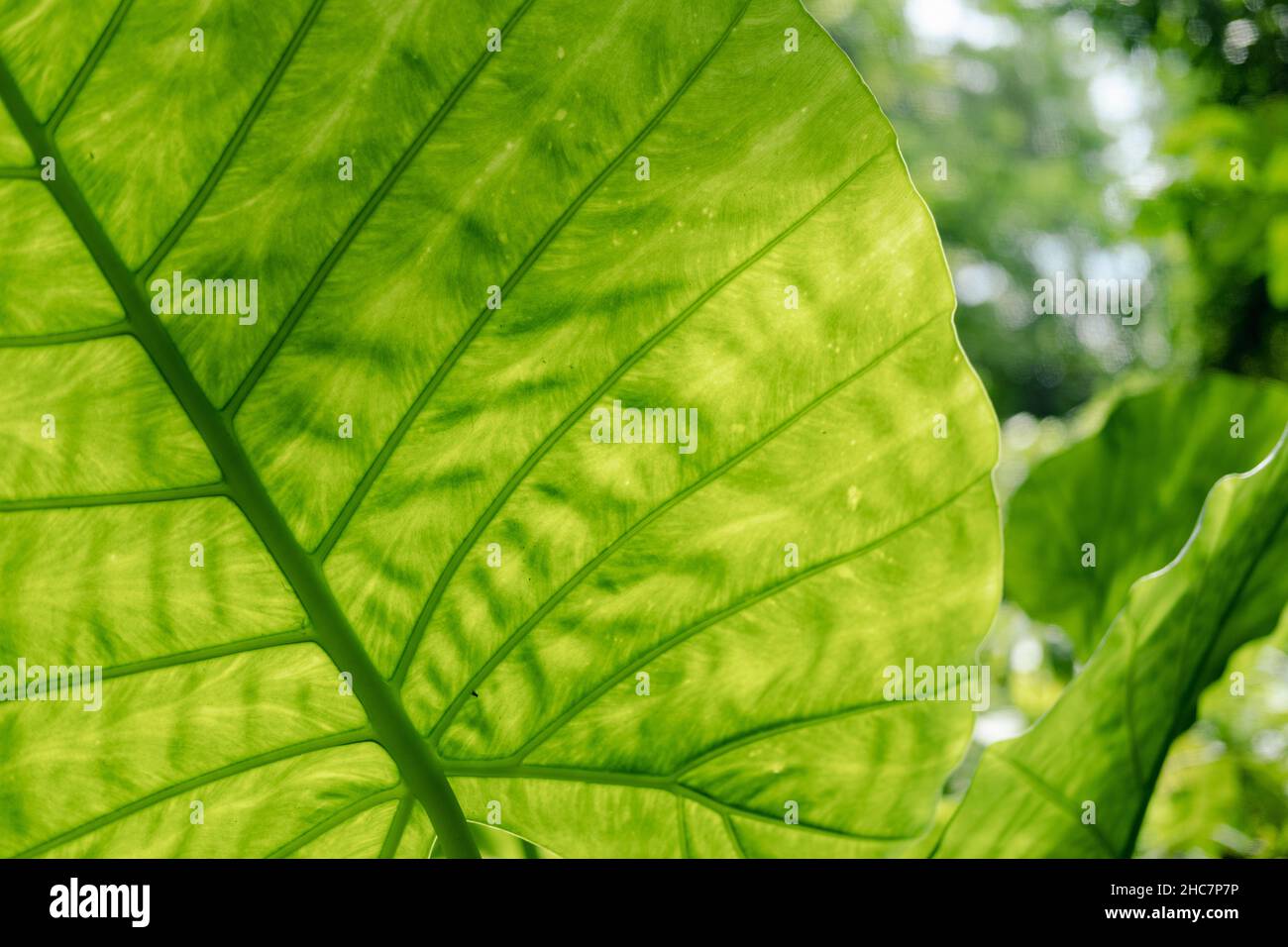 Close-up of Elephant ear leaf or Giant taro (Alocasia macrorrhizos), Natural background with sunlight. Stock Photo