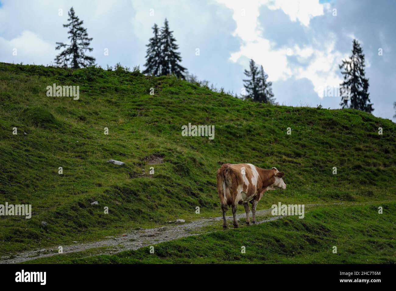 Cows on Alpine Pasture in the Austrian Alps in Summer Stock Photo - Alamy