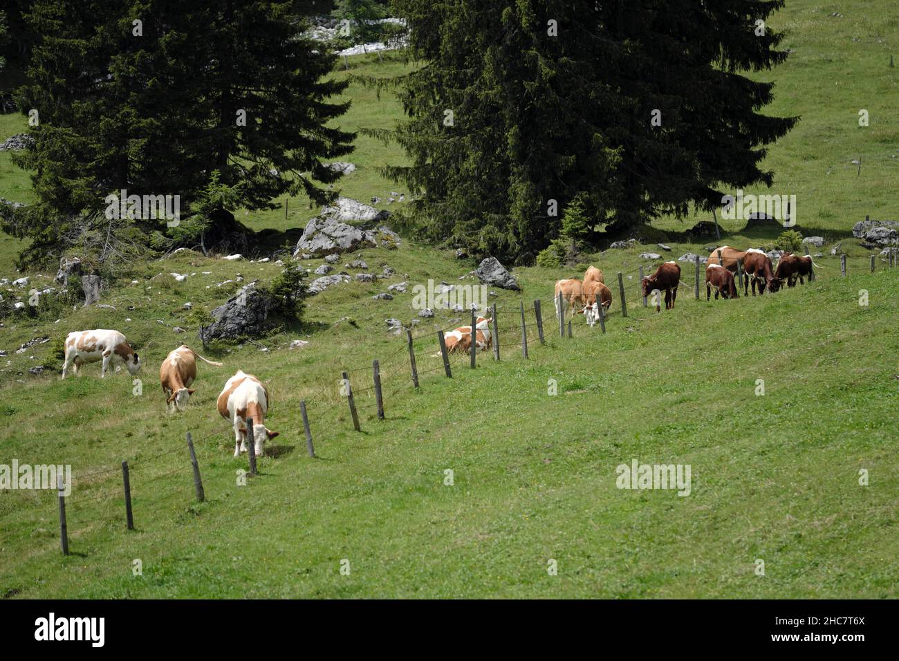 Cows on Alpine Pasture in the Austrian Alps in Summer Stock Photo - Alamy