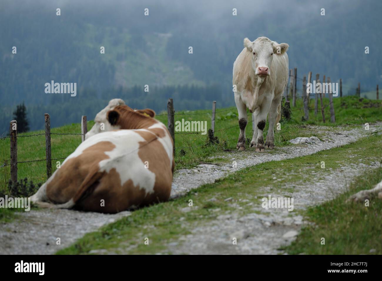 Dairy cows in the austrian alps hi-res stock photography and images - Alamy