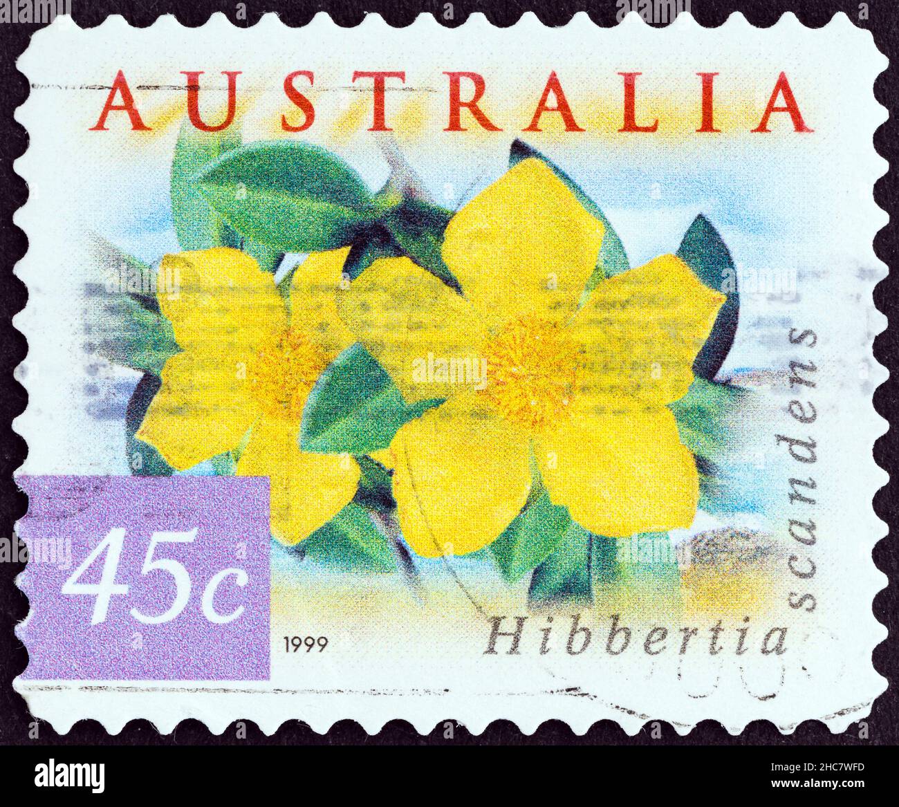 AUSTRALIA - CIRCA 1999: A stamp printed in Australia from the 'Fauna and Flora. Coastal Environment' issue shows Guinea flower (Hibbertia scandens). Stock Photo