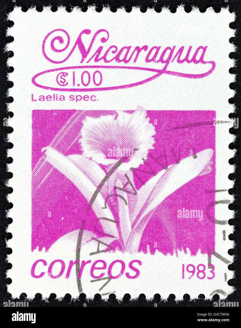 NICARAGUA - CIRCA 1983: A stamp printed in Nicaragua from the 'Flowers' issue shows Laelia spec., circa 1983. Stock Photo