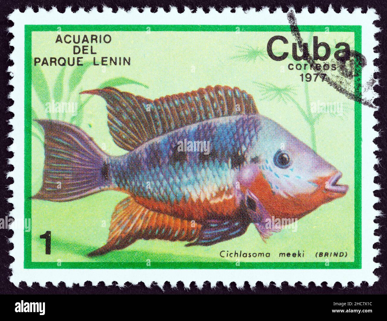 CUBA - CIRCA 1977: A stamp printed in Cuba from the "Fish in Lenin Park Aquarium, Havana" issue shows a Firemouth cichlid (Thorichthys meeki) Stock Photo