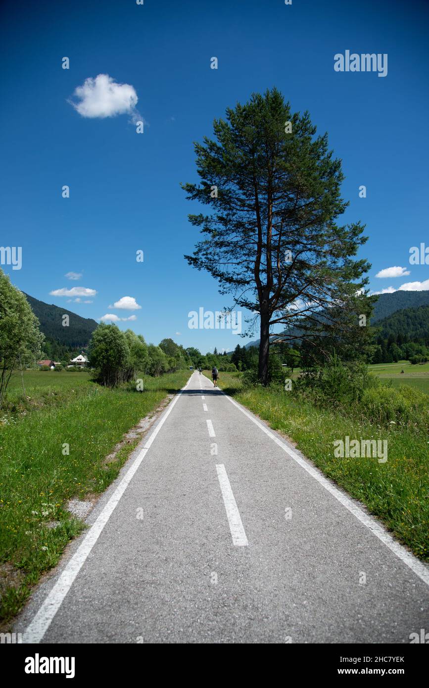 Vertical shot of a road with trees Stock Photo - Alamy
