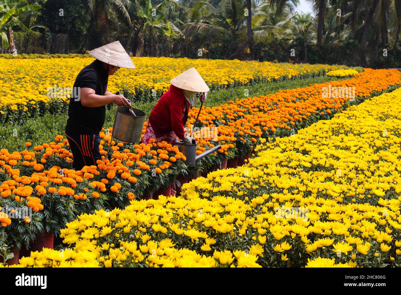 Harvesting flower in village flower, Mekong Delta,Viet Nam during Tet Holidays Stock Photo
