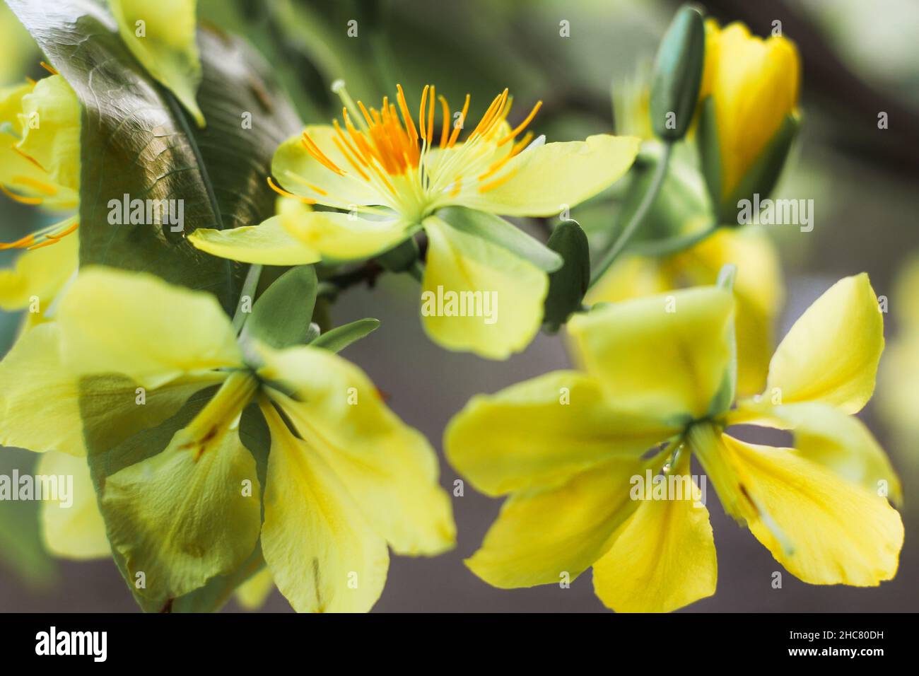 Yellow Mai Flower (Hoa Mai), the blossom is considered the quintessential symbol of spring in southern Vietnam Stock Photo