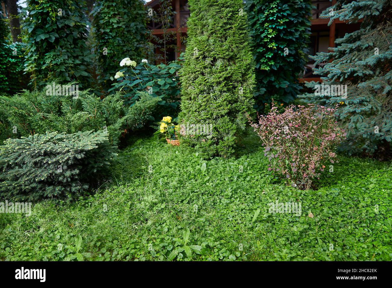 green garden with dwarf spruce, thuja, barberry, hydrangea, wild grapes, blue spruce Copy space Stock Photo