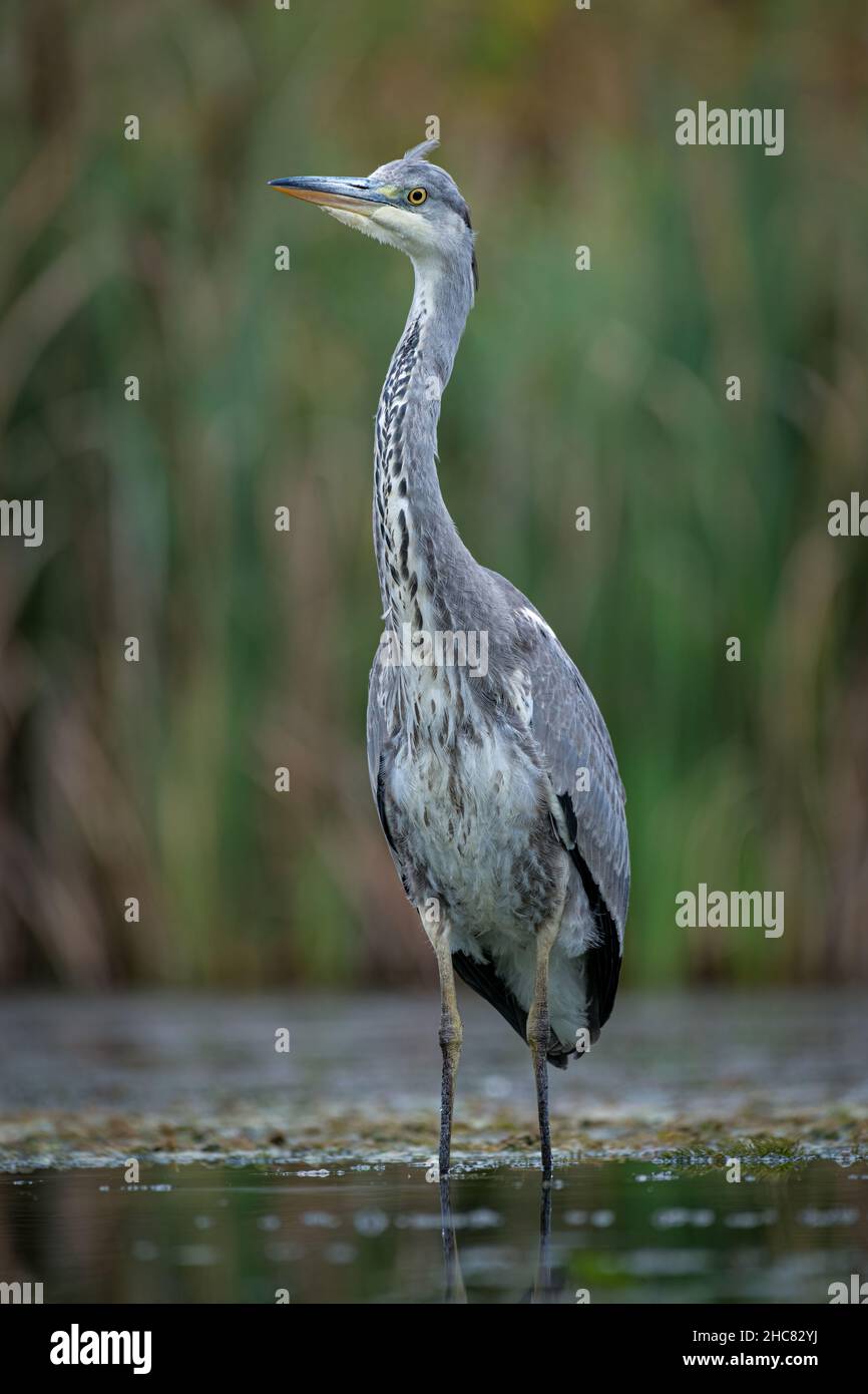 A portrait of a grey heron as it stands upright in the water Stock Photo